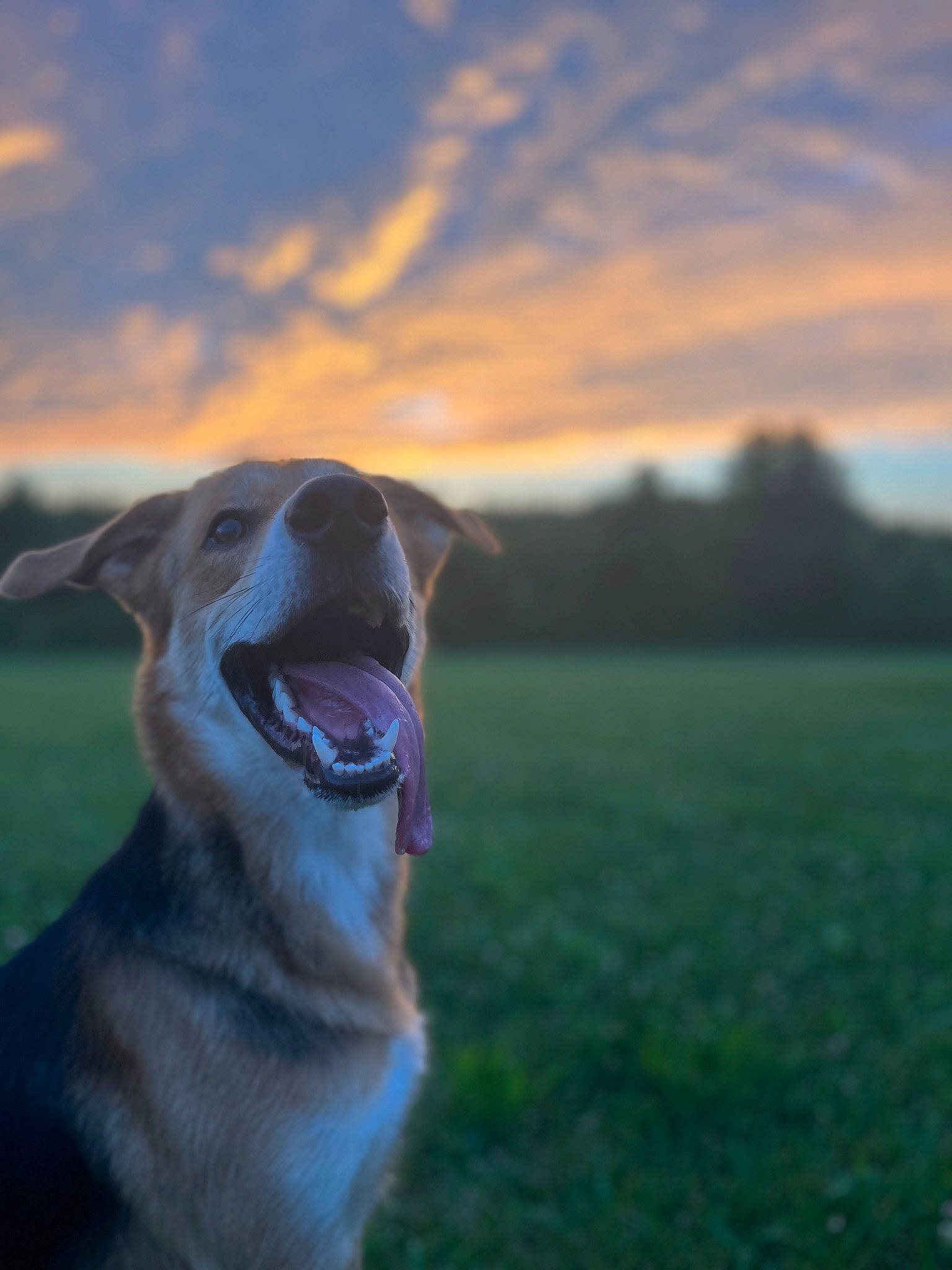 Brutus joined the competition — help win amazing prizes! canidae, carnivore, cloud, companion_dog, dog, dog_breed, dusk, fawn, flash_photography, grass, grassland, happy, horizon, plant, sky, snout, sporting_group, sunset, tail, whiskers
