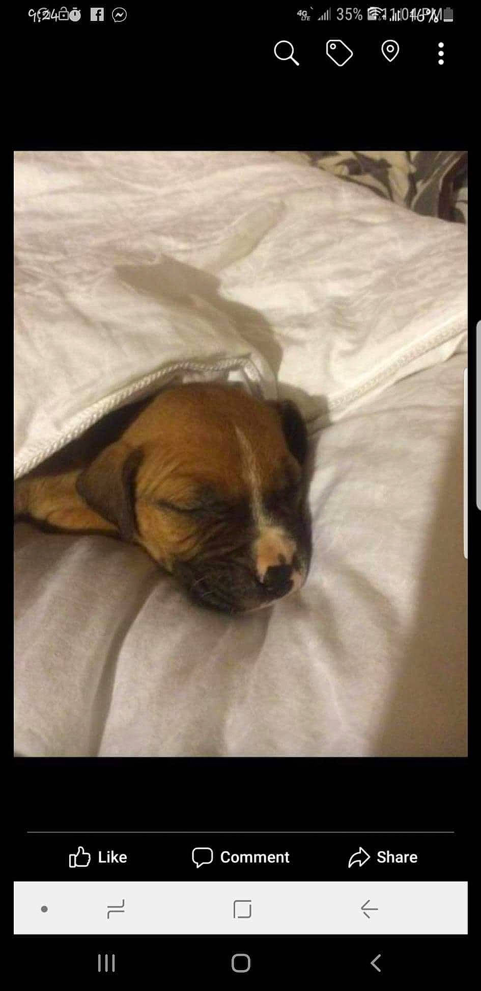 Ratchet is registered to the contest to win money with this photo: canidae, carnivore, companion_dog, dog, dog_breed, fawn, nap, photo_caption, puggle, puppy, puppy_love, sleep, snout, sporting_group