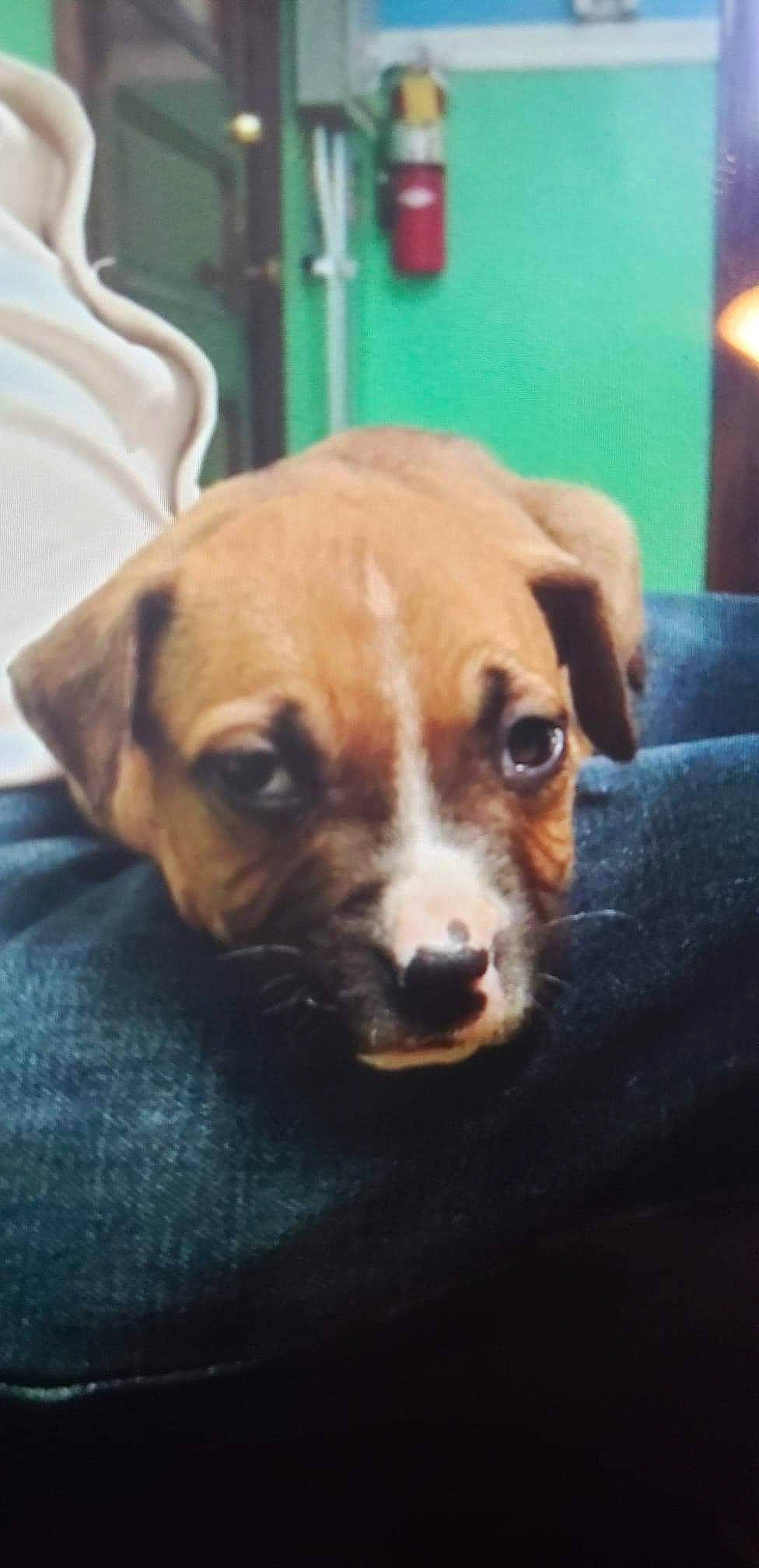 Ratchet is registered to the contest to win money with this photo: beagle, canidae, carnivore, companion_dog, dog, dog_breed, ear, fawn, irishjacks, jack_russell_terrier, mammal, nose, plummer_terrier, puppy, rare_breed_dog, russell_terrier, snout, sporting_group, whiskers