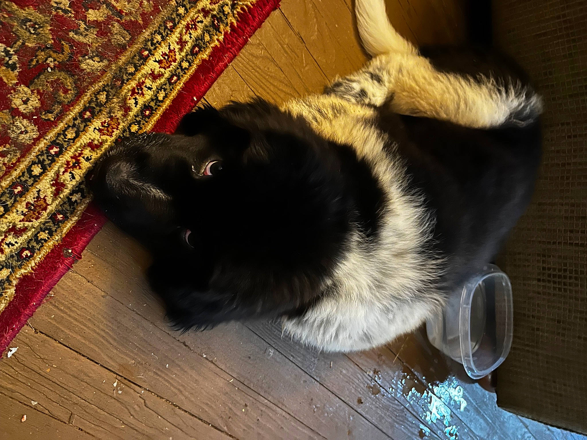 Gracie Rose is registered to the contest to win money with this photo: canidae, carnivore, cat, companion_dog, dog_breed, felidae, floor, flooring, fur, hardwood, kitchen_utensil, pet_supply, small_to_medium_sized_cats, snout, spoon, sporting_group, tableware, tail, whiskers, wood