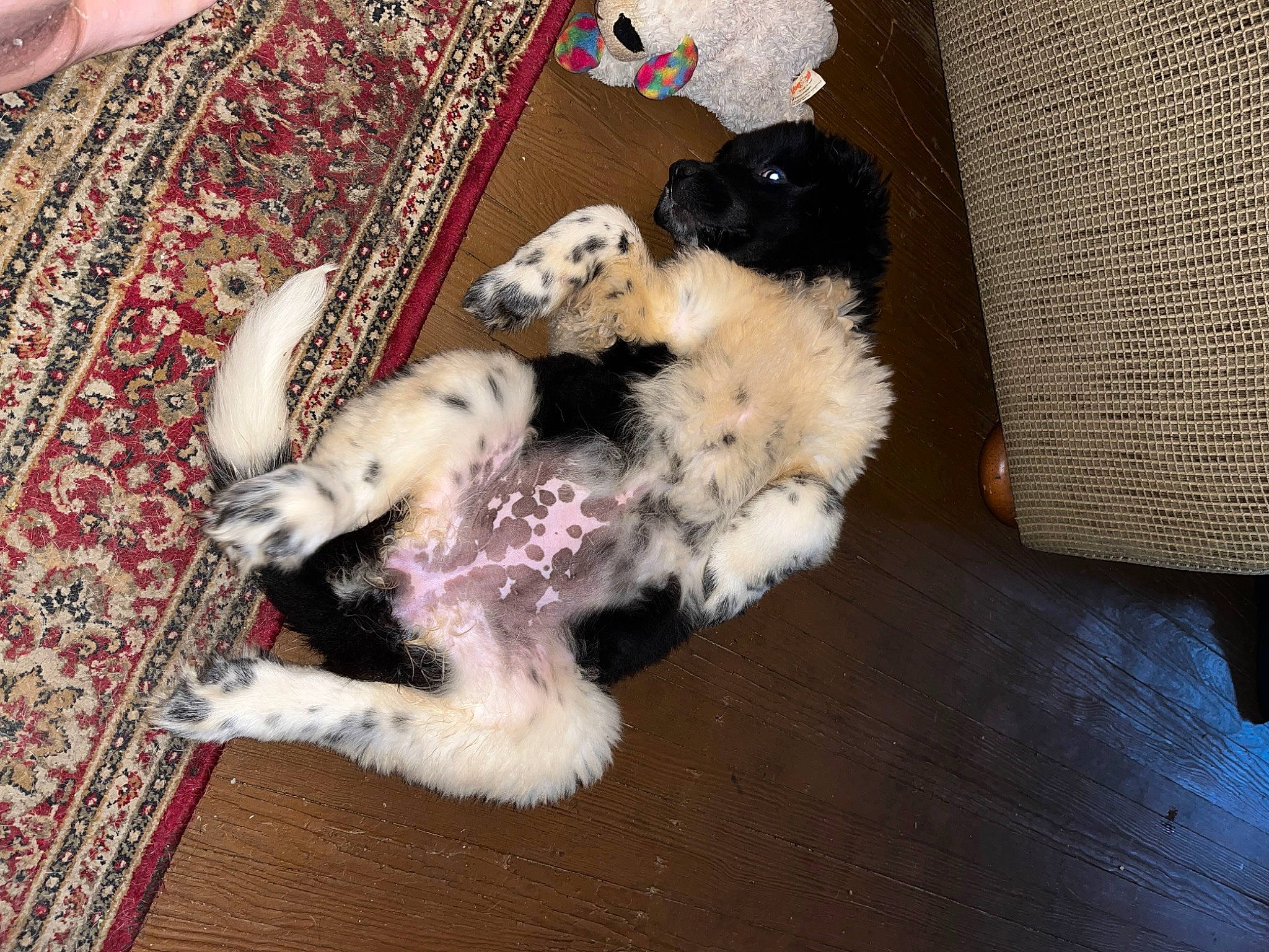 Gracie Rose is registered to the contest to win money with this photo: carnivore, comfort, companion_dog, dog, dog_breed, dog_supply, fawn, felidae, fur, hardwood, mammal, paw, small_to_medium_sized_cats, sporting_group, tail, terrier, toy, toy_dog, vertebrate, wood