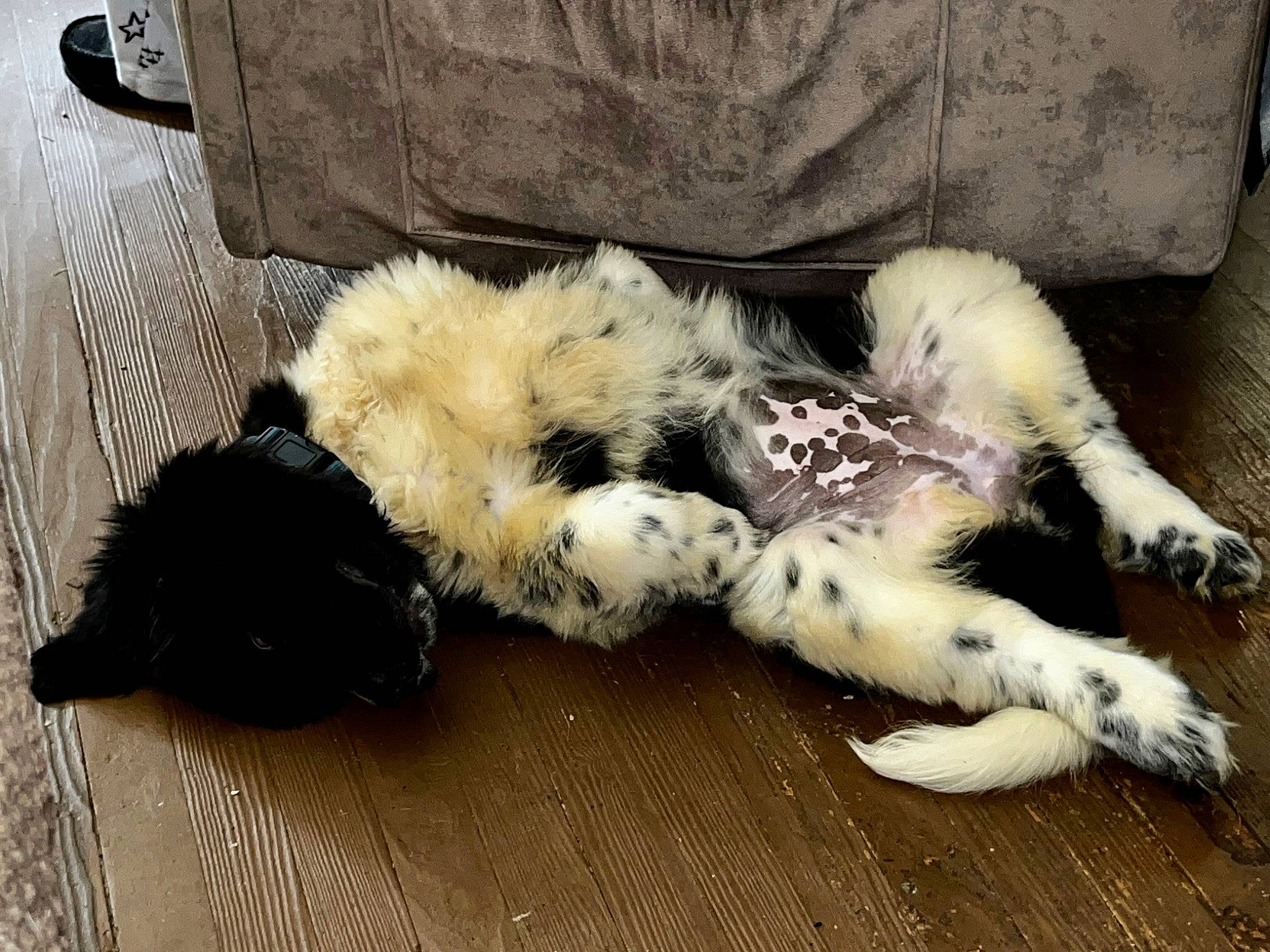 Gracie Rose joined the competition — help win amazing prizes! big_cats, canidae, carnivore, cat, claw, comfort, companion_dog, dog_breed, fawn, felidae, flooring, fur, hardwood, paw, small_to_medium_sized_cats, snout, sporting_group, tail, terrestrial_animal, whiskers