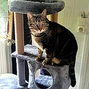 Kuz Kuzco a rejoint le concours — aidez-le/la à gagner de superbes lots ! cat, tabby_cat, cat_tree, indoor, pet, feline, carpeted, curious, perched, radiator, bulletin_board, wall, power_outlet, home, domestic_animal, fur, whiskers, ears, tail, looking