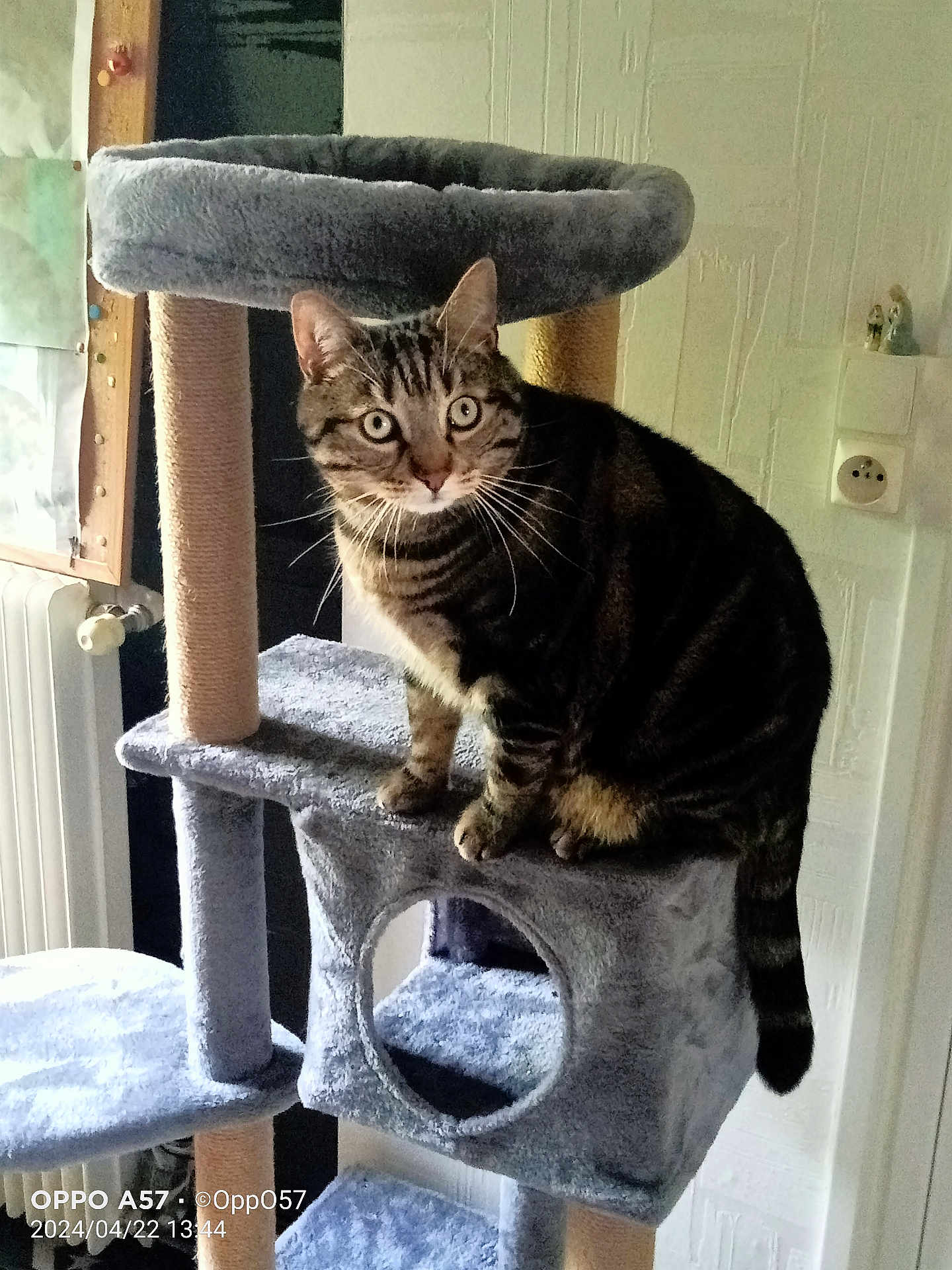 Kuz Kuzco a rejoint le concours — aidez-le/la à gagner de superbes lots ! cat, tabby_cat, cat_tree, indoor, pet, feline, carpeted, curious, perched, radiator, bulletin_board, wall, power_outlet, home, domestic_animal, fur, whiskers, ears, tail, looking