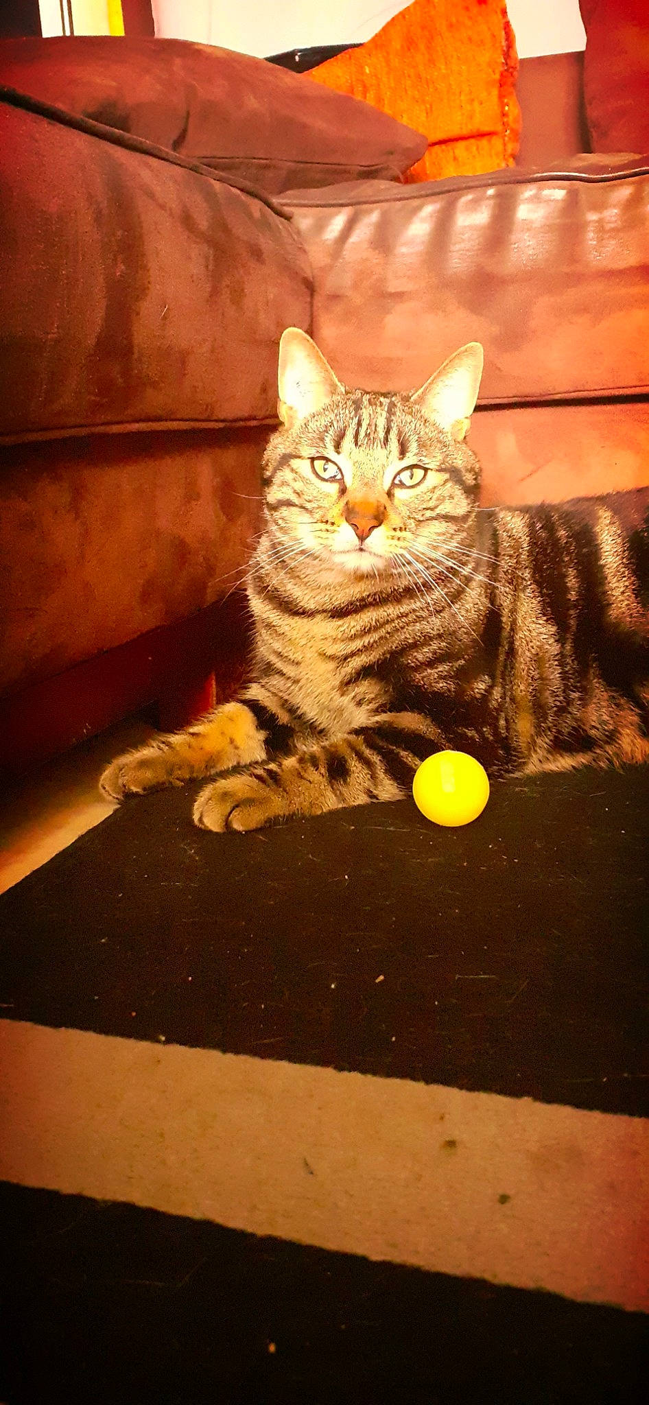 Kuzco participe au concours pour gagner de l'argent avec cette photo : american_shorthair, asian, ball, bengal, california_spangled, carnivore, cat, domestic_short_haired_cat, dragon_li, egyptian_mau, european_shorthair, felidae, kitten, mammal, ocicat, pixie_bob, small_to_medium_sized_cats, tabby_cat, toyger, whiskers