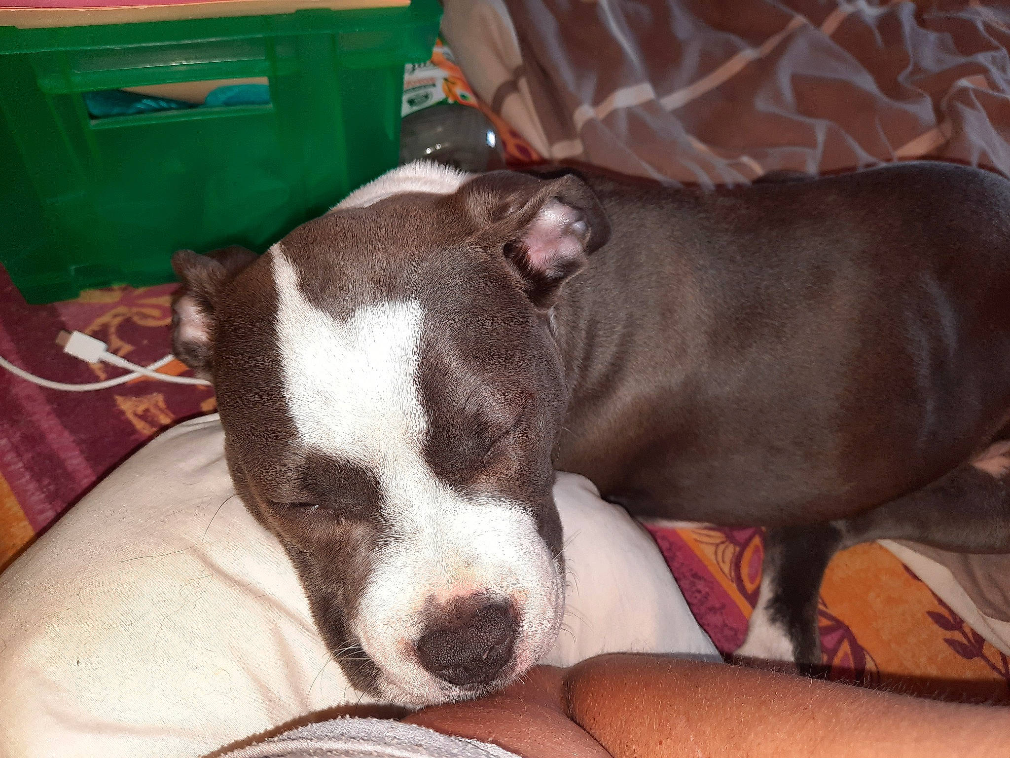 Ruby participe au concours pour gagner de l'argent avec cette photo : american_pit_bull_terrier, american_staffordshire_terrier, bull_and_terrier, canidae, carnivore, dog, dog_breed, ear, fawn, mammal, non_sporting_group, nose, pit_bull, puppy, snout, vertebrate