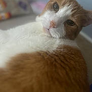 Chungus is registered to the contest to win money with this photo: cat, orange_cat, white_cat, pet, animal, close_up, fur, whiskers, lying_down, relaxed, indoor, domestic, cute, face, mammal, feline, portrait, soft_focus, blurred_background, resting