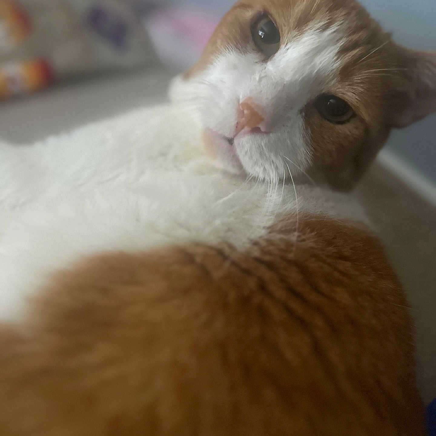 Chungus is registered to the contest to win money with this photo: animal, blurred_background, cat, close_up, cute, domestic, face, feline, fur, indoor, lying_down, mammal, orange_cat, pet, portrait, relaxed, resting, soft_focus, whiskers, white_cat