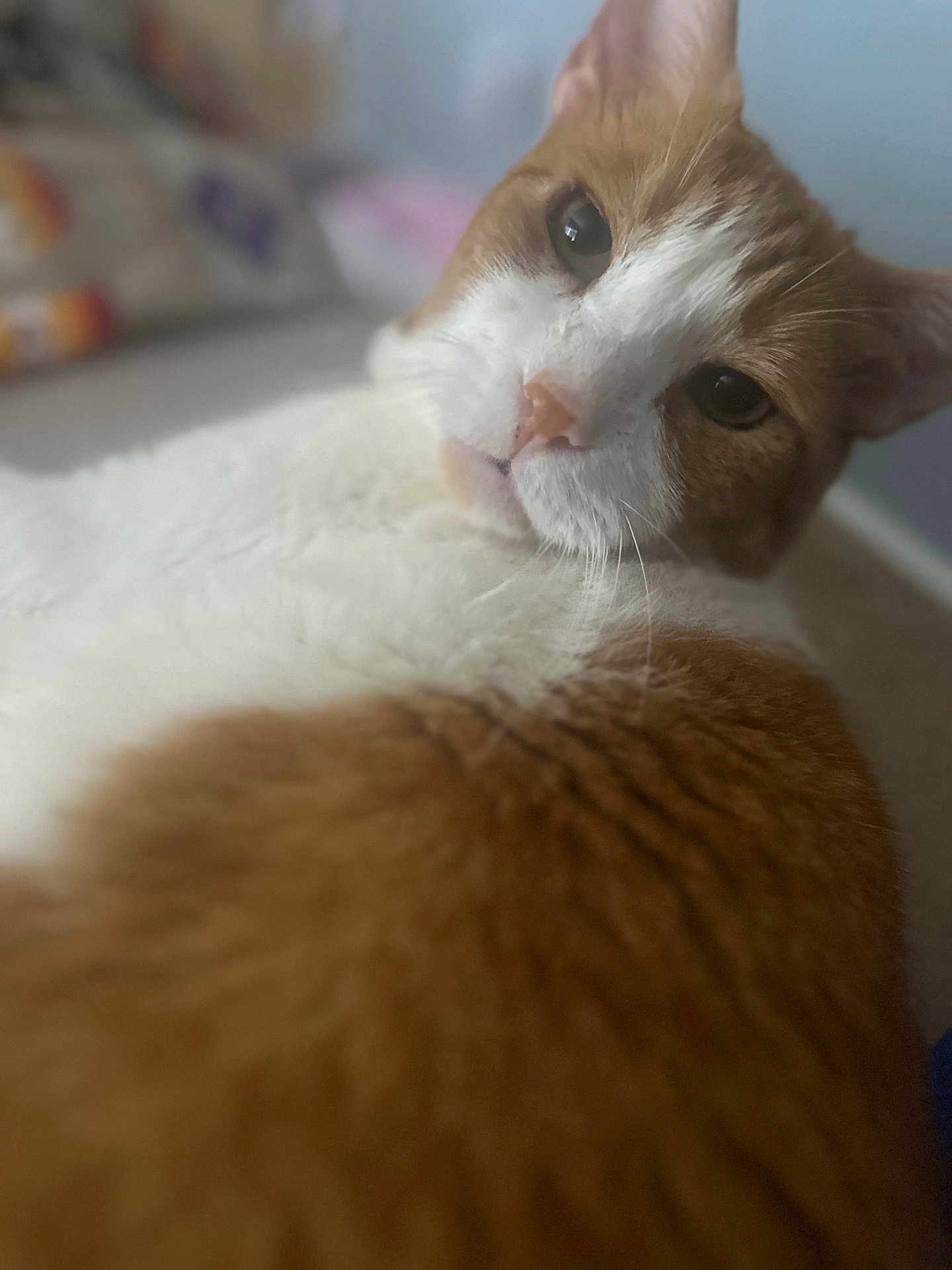 Chungus is registered to the contest to win money with this photo: cat, orange_cat, white_cat, pet, animal, close_up, fur, whiskers, lying_down, relaxed, indoor, domestic, cute, face, mammal, feline, portrait, soft_focus, blurred_background, resting