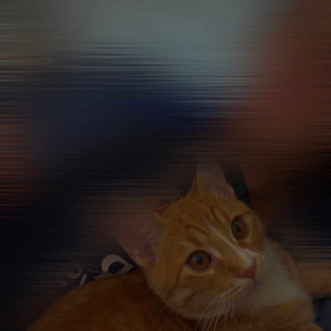 Ange a rejoint le concours — aidez-le/la à gagner de superbes lots ! animal, blurred_background, cat, closeup, companion, cozy, cute, domestic_animal, eyes, feline, fur, indoor, mammal, orange_tabby, pet, portrait, relaxed, resting, soft_light, whiskers