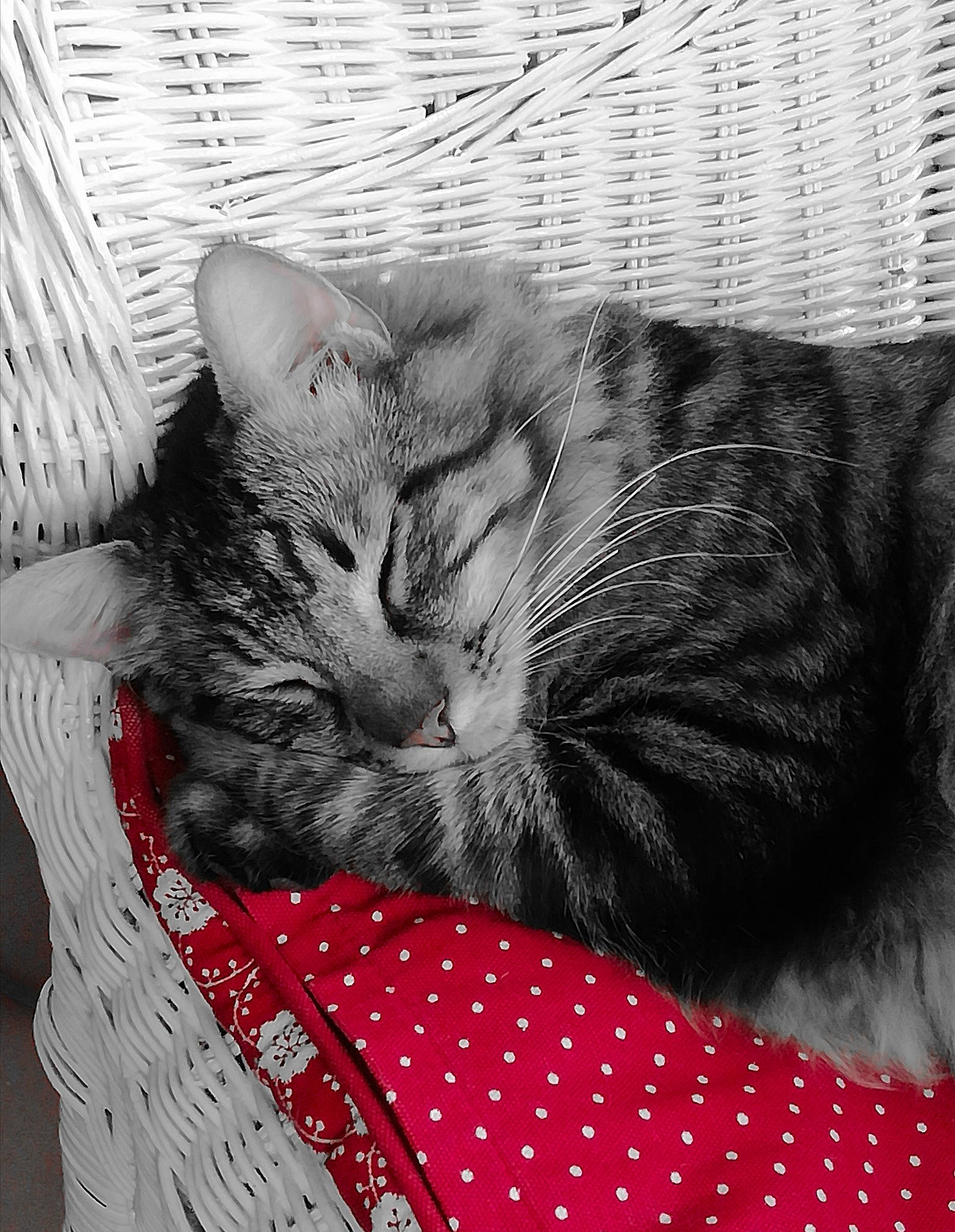 Cherkane a rejoint le concours — aidez-le/la à gagner de superbes lots ! american_shorthair, asian, black_and_white, carnivore, cat, domestic_short_haired_cat, dragon_li, egyptian_mau, european_shorthair, felidae, fur, kitten, monochrome, nap, sleep, small_to_medium_sized_cats, snout, style, tabby_cat, whiskers