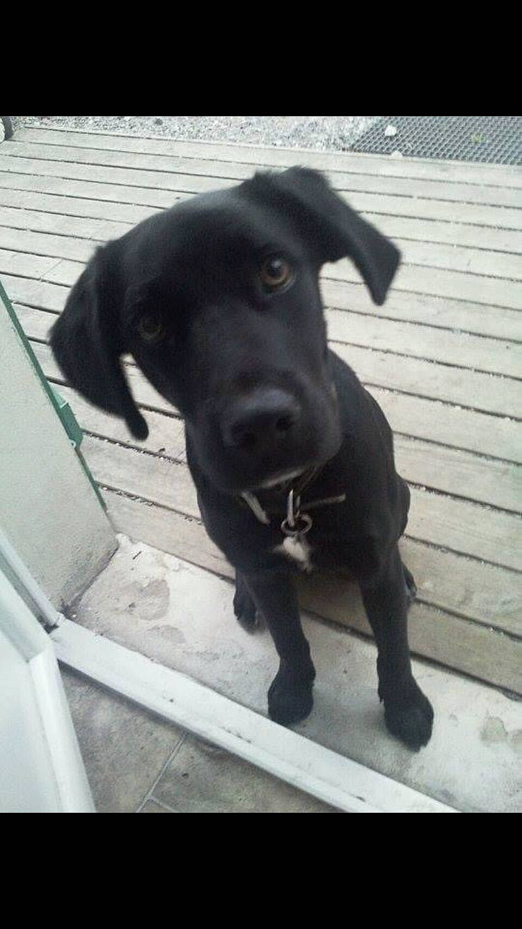 Blacky participe au concours pour gagner de l'argent avec cette photo : borador, canidae, carnivore, collar, companion_dog, dog, dog_breed, dog_collar, fur, guard_dog, gun_dog, liver, non_sporting_group, pet_supply, puppy, retriever, snout, sporting_group, whiskers, working_animal