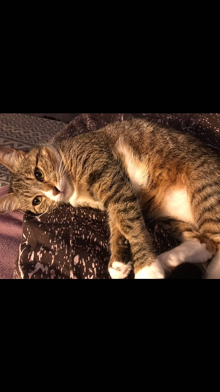 Mimie a rejoint le concours — aidez-le/la à gagner de superbes lots ! beauty, carnivore, cat, claw, comfort, darkness, domestic_short_haired_cat, felidae, fur, mammal, organism, paw, small_to_medium_sized_cats, snout, tail, terrestrial_animal, vertebrate, whiskers, wildlife, wood