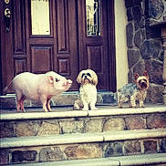 Lucy joined the competition — help win amazing prizes! animal, animal_group, companions, curious, cute, dog, domestic, friendship, front_door, mixed_species, outdoor, pet, piglet, posing, small_dog, steps, stone_porch, stone_wall, three_animals, wooden_door