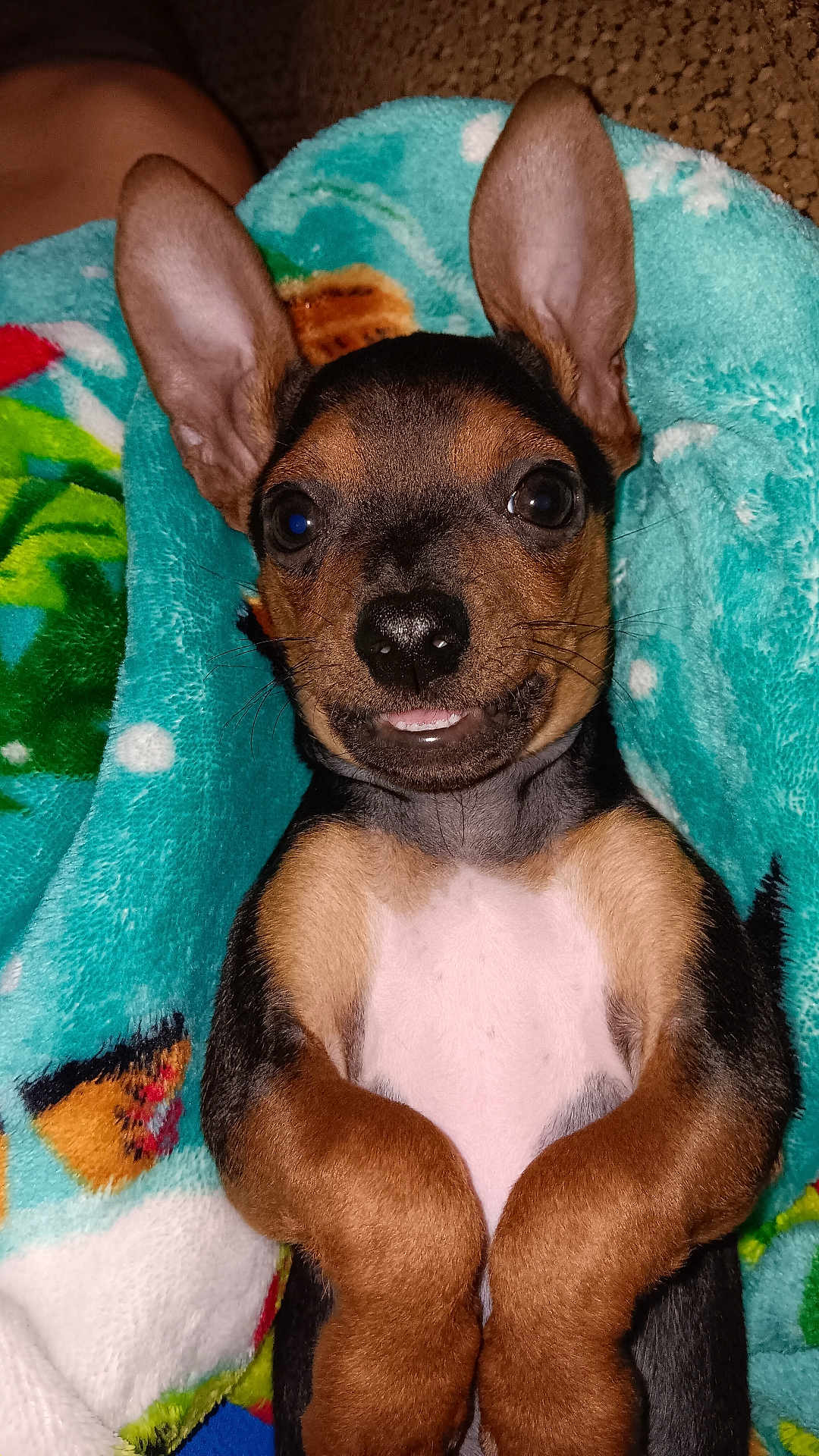 Buddy is registered to the contest to win money with this photo: puppy, dog, pet, animal, cute, ears, blanket, fur, lying_down, face, nose, paw, young, brown, black, white_chest, indoor, close_up, adorable, expression