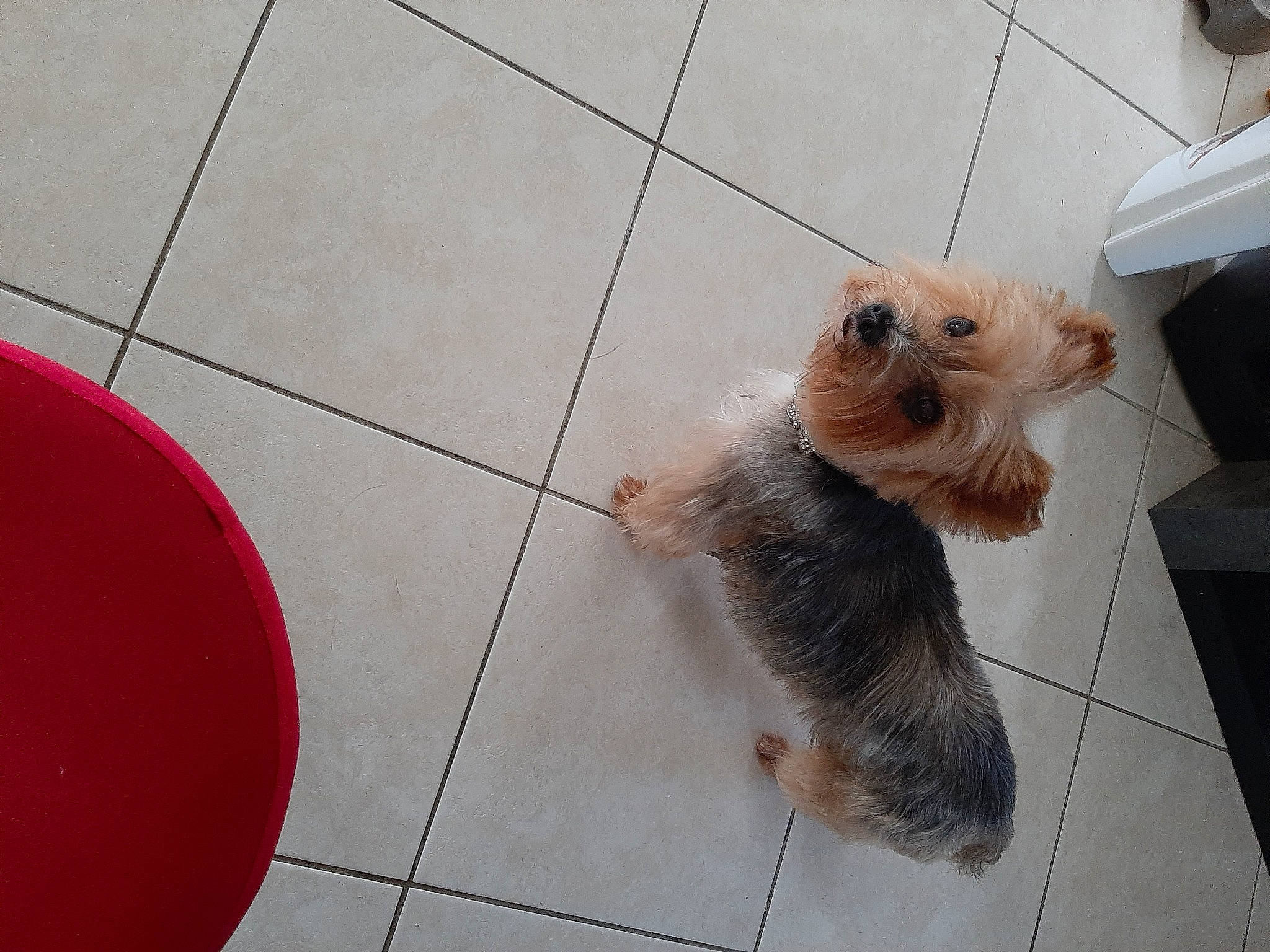 Shana a rejoint le concours — aidez-le/la à gagner de superbes lots ! carnivore, companion_dog, dog, dog_breed, dog_supply, fawn, felidae, floor, flooring, fur, hardwood, human_leg, small_terrier, small_to_medium_sized_cats, snout, tail, terrier, toy_dog, whiskers, wood