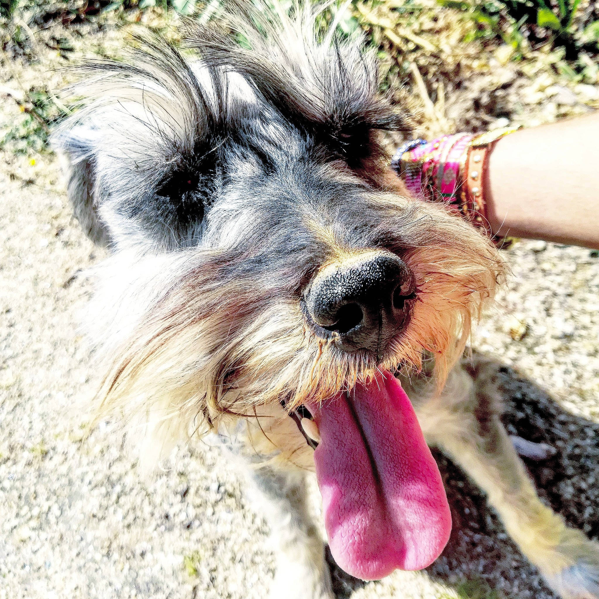 Frimousse a rejoint le concours — aidez-le/la à gagner de superbes lots ! canidae, carnivore, collar, companion_dog, dog, dog_breed, dog_collar, dog_supply, eyewear, fur, leash, paw, puppy_love, small_terrier, snout, sporting_group, terrier, toy_dog, water_dog, working_animal