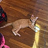Simba joined the competition — help win amazing prizes! cat, orange_tabby, bow_tie, wooden_floor, sunlight, indoor, pet, animal, relaxed, lying_down, white_paws, domestic, cute, feline, home, flooring, casual, cozy, pet_accessory, resting