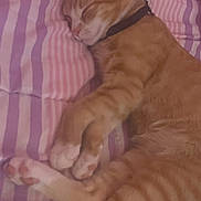 Simba joined the competition — help win amazing prizes! cat, orange_tabby, sleeping, bed, striped_sheets, paws, cozy, relaxed, indoor, pet, feline, resting, collar, cute, animal, fur, whiskers, nap, comfort, soft