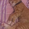 cat, orange_tabby, sleeping, bed, striped_sheets, paws, cozy, relaxed, indoor, pet, feline, resting, collar, cute, animal, fur, whiskers, nap, comfort, soft