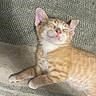 cat, kitten, orange_tabby, sleeping, smiling, pet, cute, feline, whiskers, ears, paw, fur, resting, indoors, cozy, carpet, striped, relaxed, adorable, animal