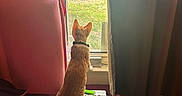 Simba joined the competition — help win amazing prizes! cat, orange_cat, window, curtains, table, green_cloth, remote_control, hello_kitty, blanket, bed, indoor, pet, collar, looking_out, furniture, daylight, room, pink, red_curtains, dark_curtains