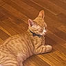 Simba is registered to the contest to win money with this photo: cat, orange_tabby, bow_tie, pet, wooden_floor, indoor, relaxed, feline, animal, domestic, laying_down, sleepy, toy, collar, cute, striped, whiskers, ears, paw, fur