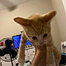 kitten, orange_cat, indoor, hand, fan, television, dresser, bedroom, furniture, window_blinds, person_hand, blurred, pet, cute, animal, domestic_cat, white_paws, wall, ceiling_fan, home
