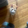 cat, orange_tabby, collar, wooden_floor, person, socks, shoes, couch, indoor, pet, curious, looking_up, flooring, furniture, domestic_animal, animal, whiskers, tail, ears, legs