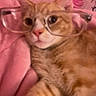 cat, orange_tabby, glasses, pink_blanket, hello_kitty, pet, cute, indoor, feline, blurred, soft_texture, animal, sleepy, resting, cozy, closeup, whiskers, ears, nose, portrait