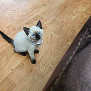 Arabella is registered to the contest to win money with this photo: kitten, siamese, cat, blue_eyes, collar, bell, wooden_floor, flooring, indoor, pet, small, young, curious, sitting, domestic_animal, feline, cute, animal, household, fur