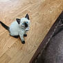 animal, bell, blue_eyes, cat, collar, curious, cute, domestic_animal, feline, flooring, fur, household, indoor, kitten, pet, siamese, sitting, small, wooden_floor, young