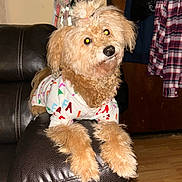 Fiona is registered to the contest to win money with this photo: animal, brown_dog, coat, cozy, curious, cute, dog, domestic, fluffy, furniture, home_interior, indoor, key_holder, leather_couch, pajamas, pet, plaid_shirt, resting, topknot, wooden_floor