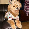 animal, brown_dog, coat, cozy, curious, cute, dog, domestic, fluffy, furniture, home_interior, indoor, key_holder, leather_couch, pajamas, pet, plaid_shirt, resting, topknot, wooden_floor