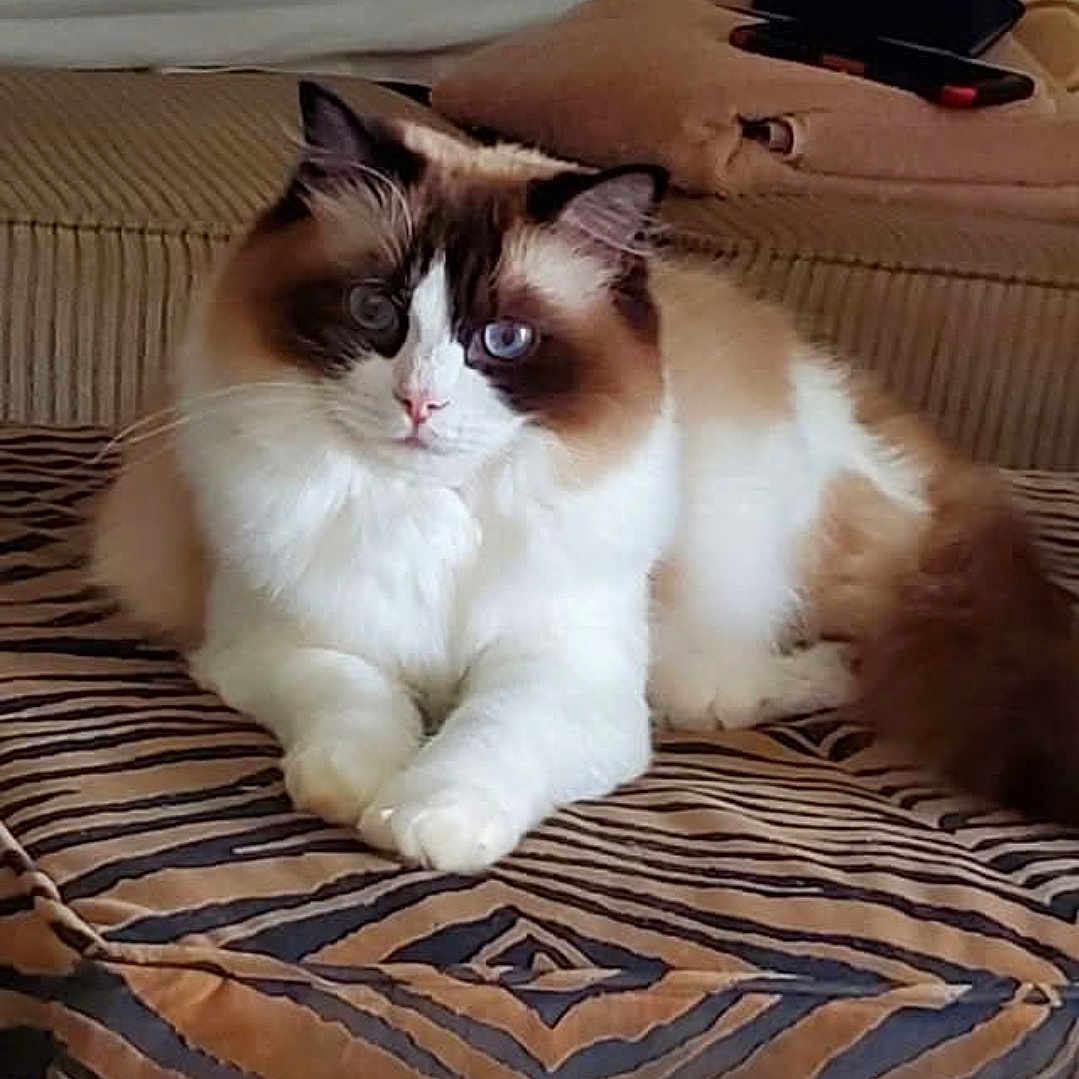 Bella is registered to the contest to win money with this photo: animal, blue_eyes, brown, cat, cushion, cute, ears, feline, fluffy, home, indoor, pattern, pet, portrait, ragdoll_cat, relaxed, resting, soft, whiskers, white