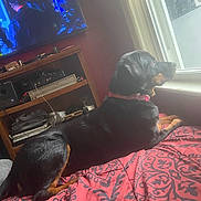 Adrie is registered to the contest to win money with this photo: bed, black, blanket, cable, collar, dog, electronic, furniture, indoor, light, looking, red, resting, room, shelf, side_view, tan, television, window, wood