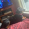 bed, black, blanket, cable, collar, dog, electronic, furniture, indoor, light, looking, red, resting, room, shelf, side_view, tan, television, window, wood