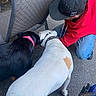 Adrie is registered to the contest to win money with this photo: animal, black_collar, black_dog, brown_patch, cap, casual_clothing, chair, close_up, collar, dog, hoodie, interaction, jeans, kneeling, outdoor, pavement, person, pet, red_hoodie, white_dog