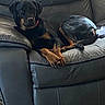 Adrie joined the competition — help win amazing prizes! animal, black_and_tan, canine, collar, comfort, dog, domestic, floor, fur, head_tilt, indoor, leather_couch, living_room, looking_at_camera, lying_down, paws, pet, relaxed, resting, rottweiler