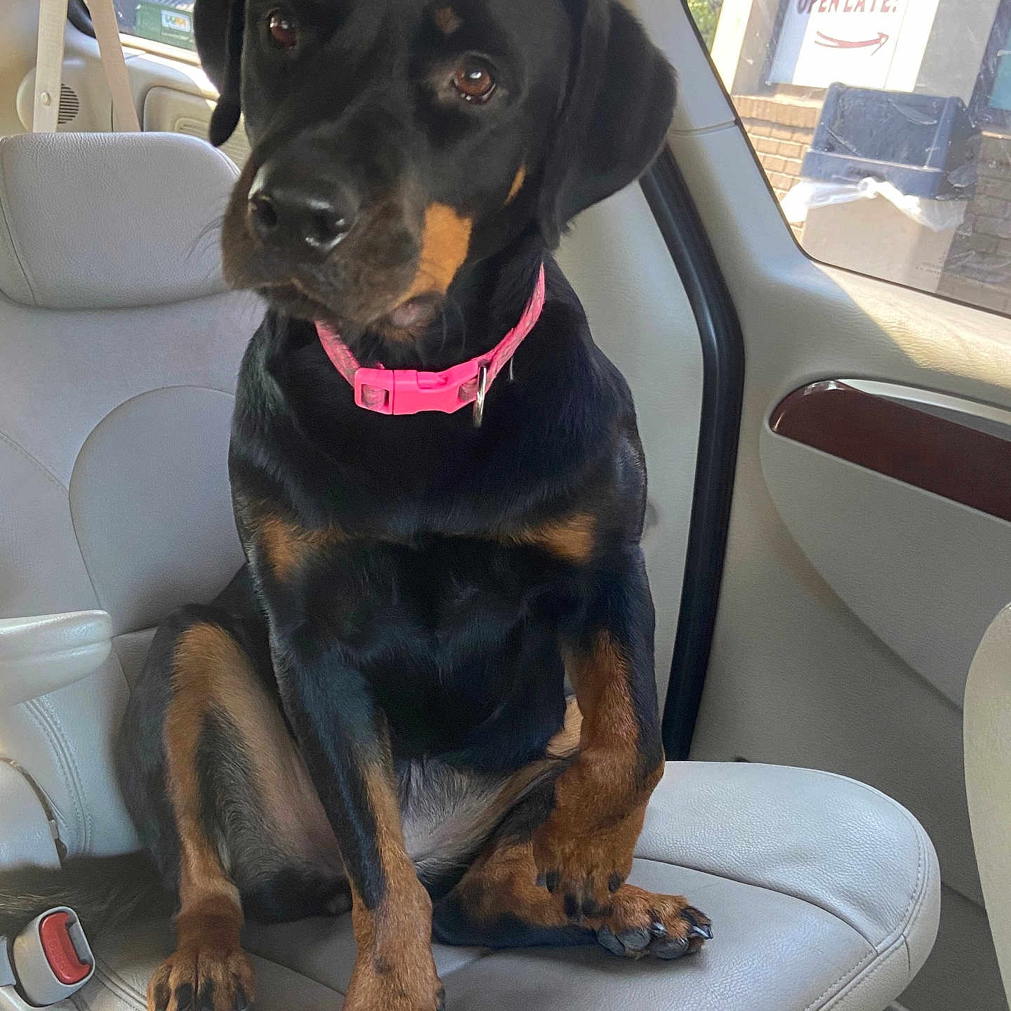 Adrie joined the competition — help win amazing prizes! animal, car_seat, companion, cute, daylight, dog, domestic_animal, inside_car, leather_seat, looking, pet, pink_collar, portrait, puppy, rottweiler, seatbelt, sitting, vehicle_interior, window, young_dog