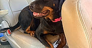 Adrie joined the competition — help win amazing prizes! animal, brown, canine, car, car_interior, collar, comfort, dog, happy, indoor, leather_seat, pet, relaxed, rottweiler, seat, sunlight, tongue_out, transportation, vehicle, window