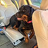 animal, brown, canine, car, car_interior, collar, comfort, dog, happy, indoor, leather_seat, pet, relaxed, rottweiler, seat, sunlight, tongue_out, transportation, vehicle, window