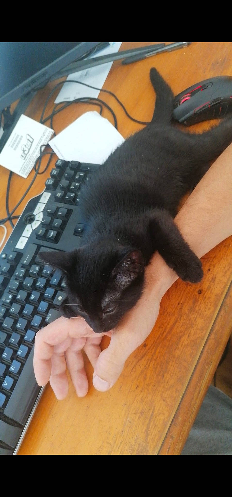 Crapule participe au concours pour gagner de l'argent avec cette photo : bombay, carnivore, cat, comfort, computer, computer_hardware, computer_keyboard, felidae, gesture, hardwood, input_device, mouse, numeric_keypad, office_equipment, peripheral, personal_computer, small_to_medium_sized_cats, space_bar, whiskers, wood