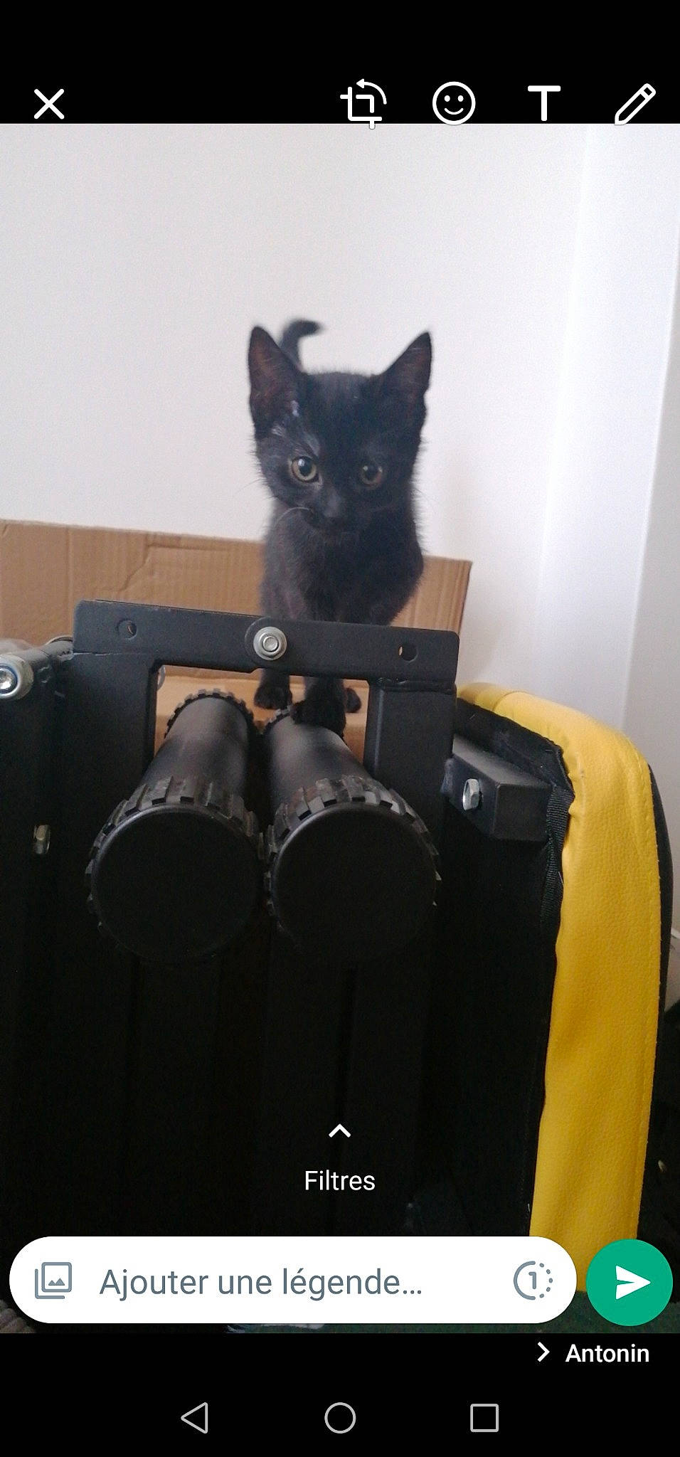 Crapule participe au concours pour gagner de l'argent avec cette photo : audio_equipment, bag, baggage, black_cat, bombay, box, carnivore, cat, comfort, domestic_short_haired_cat, felidae, fur, grey, luggage_and_bags, packaging_and_labeling, personal_protective_equipment, shipping_box, small_to_medium_sized_cats, tail, whiskers