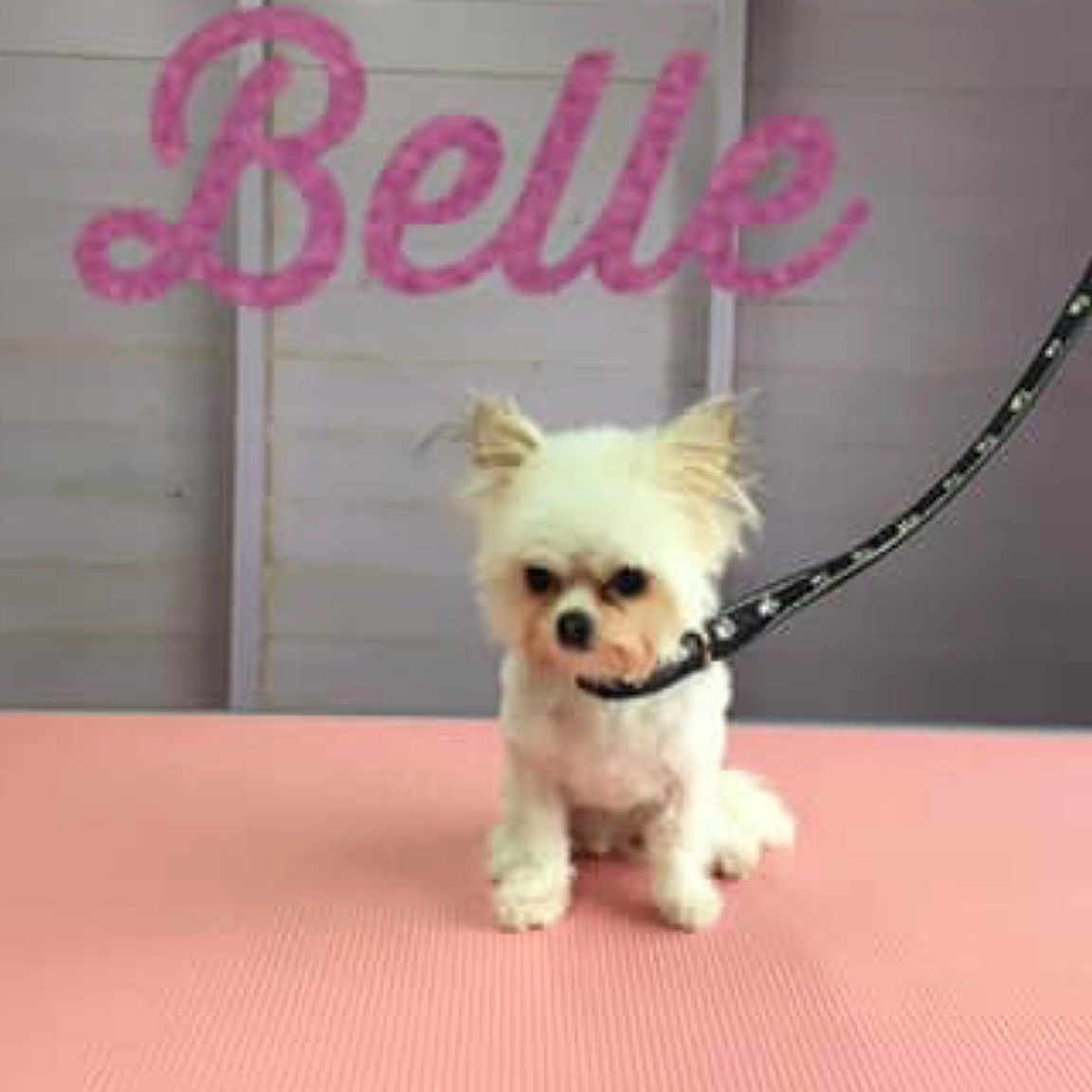 Belle joined the competition — help win amazing prizes! bichon, canidae, carnivore, chihuahua, companion_dog, dog, dog_breed, fawn, french_bulldog, maltese, morkie, non_sporting_group, photo_caption, pomeranian, puppy, shih_tzu, toy_dog