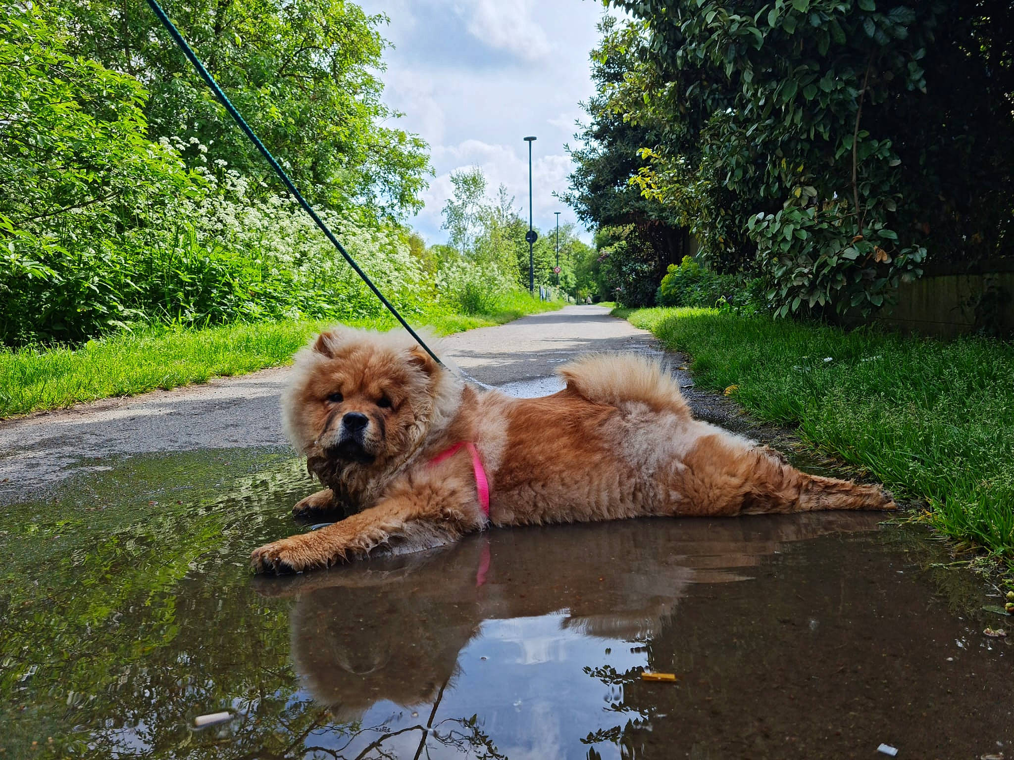 Tropmignon participe au concours pour gagner de l'argent avec cette photo : asphalt, canidae, carnivore, cloud, companion_dog, dog, dog_breed, fawn, garden, grass, landscape, liver, plant, road, road_surface, sky, sporting_group, tree, water, working_animal