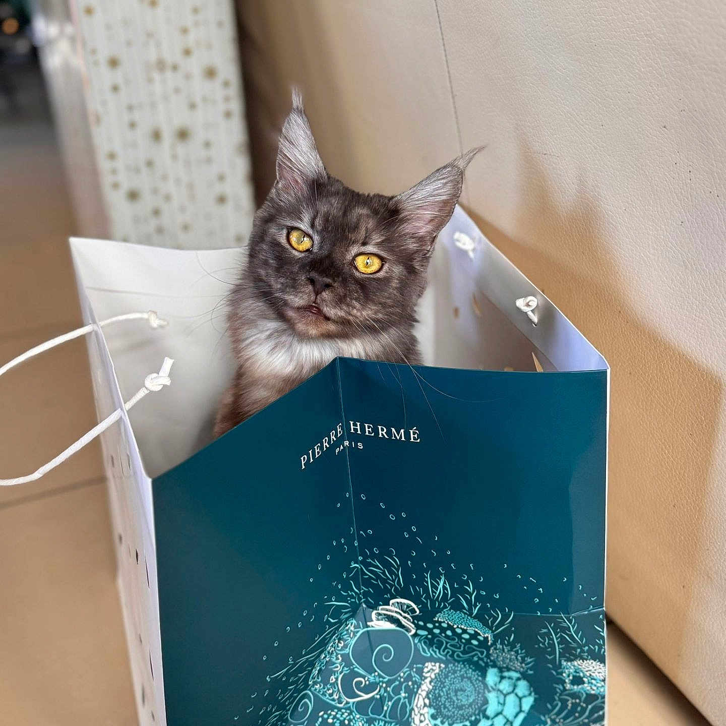 Yuna a rejoint le concours — aidez-le/la à gagner de superbes lots ! bag_handle, cat, closeup, curious, cute, domestic_animal, ears, feline, floor_tiles, fluffy, gray_cat, indoor, looking_up, patterned_bag, pet, portrait, shopping_bag, sitting, whiskers, yellow_eyes