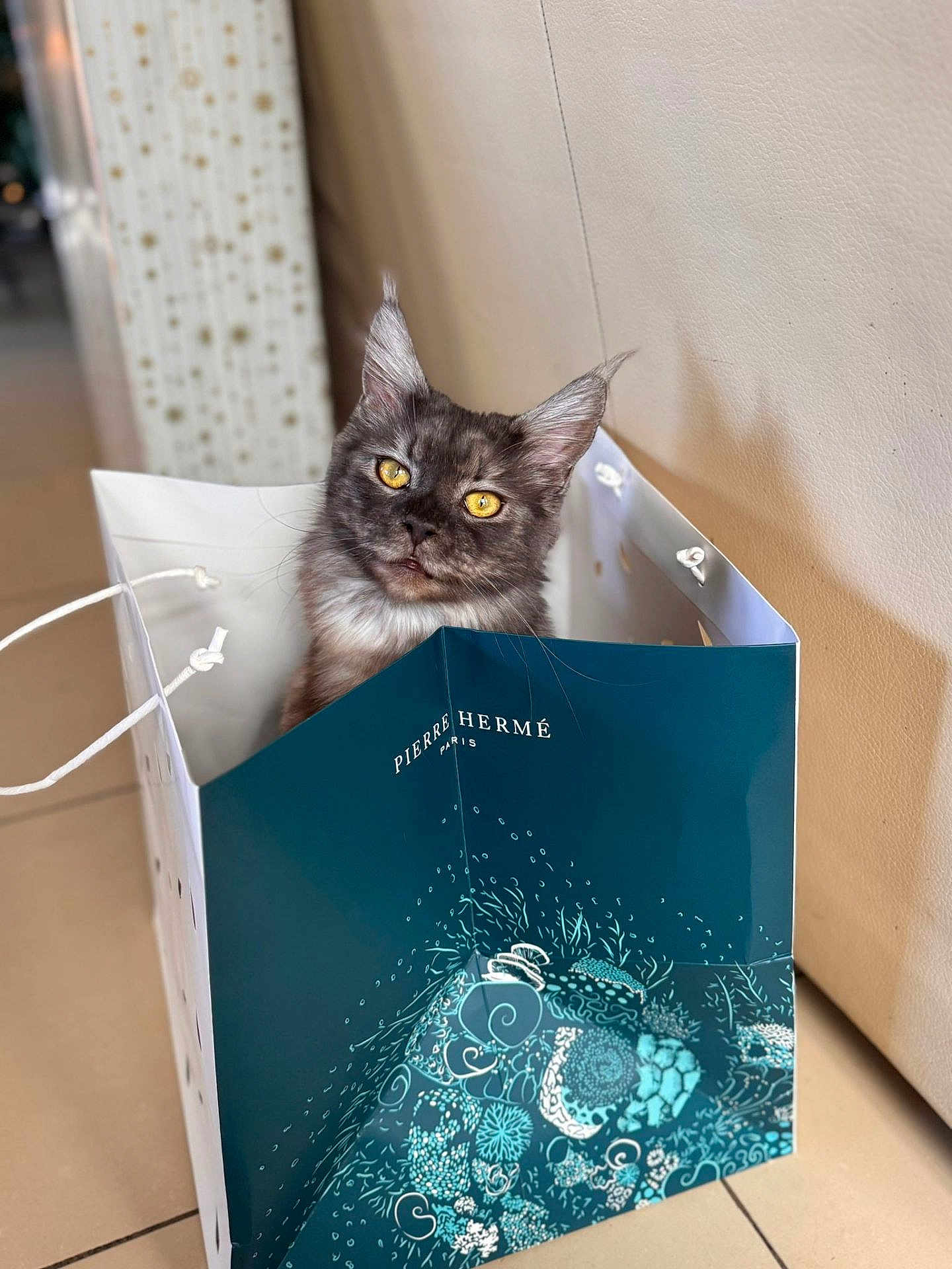 Yuna a rejoint le concours — aidez-le/la à gagner de superbes lots ! cat, shopping_bag, gray_cat, yellow_eyes, curious, indoor, floor_tiles, feline, pet, fluffy, looking_up, bag_handle, patterned_bag, closeup, domestic_animal, portrait, cute, whiskers, ears, sitting