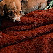 Pennie joined the competition — help win amazing prizes! puppy, dog, brown, blanket, cozy, furry, resting, indoor, cute, small, animal, pet, soft, texture, comfort, relaxed, closeup, laying, warm, domestic
