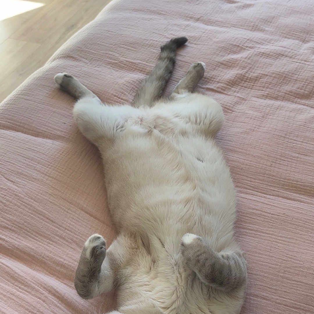 Léon